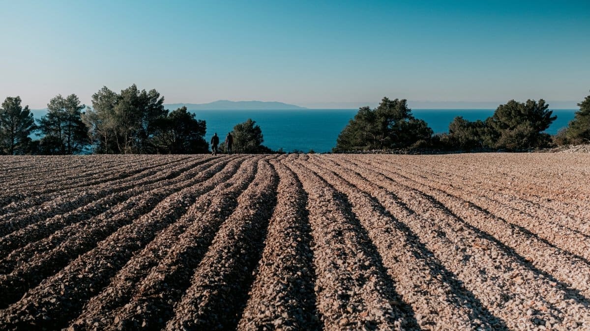 Video koji obara s nogu! Pogledajte kako usred Dalmacije raste najveći vinski projekt u Hrvatskoj