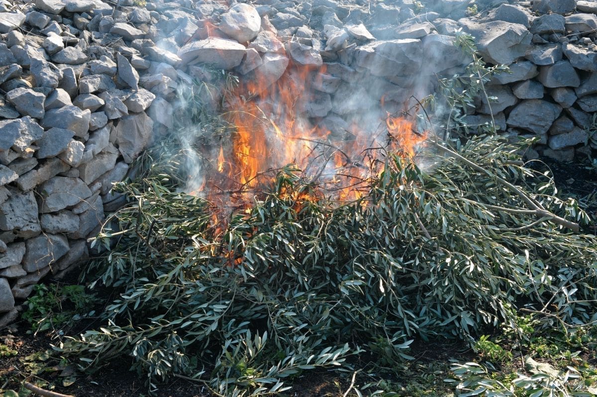 SAVJETI Pazite što radite sa ostacima od rezidbe
