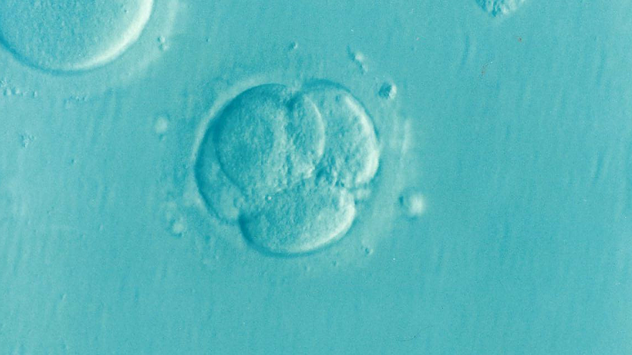 ivf