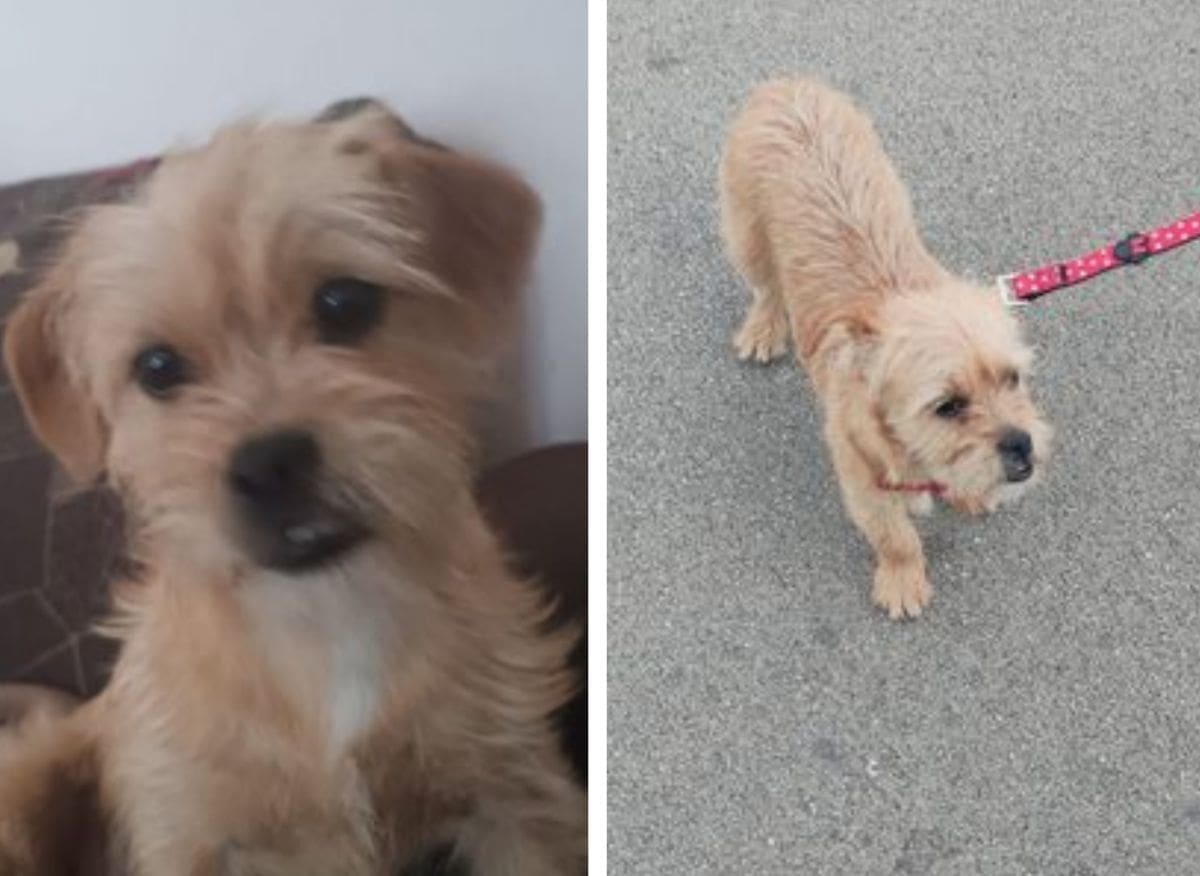 NESTALA KUJICA NA PODRUČJU BOLNICE Izvukla je glavu iz ogrlice