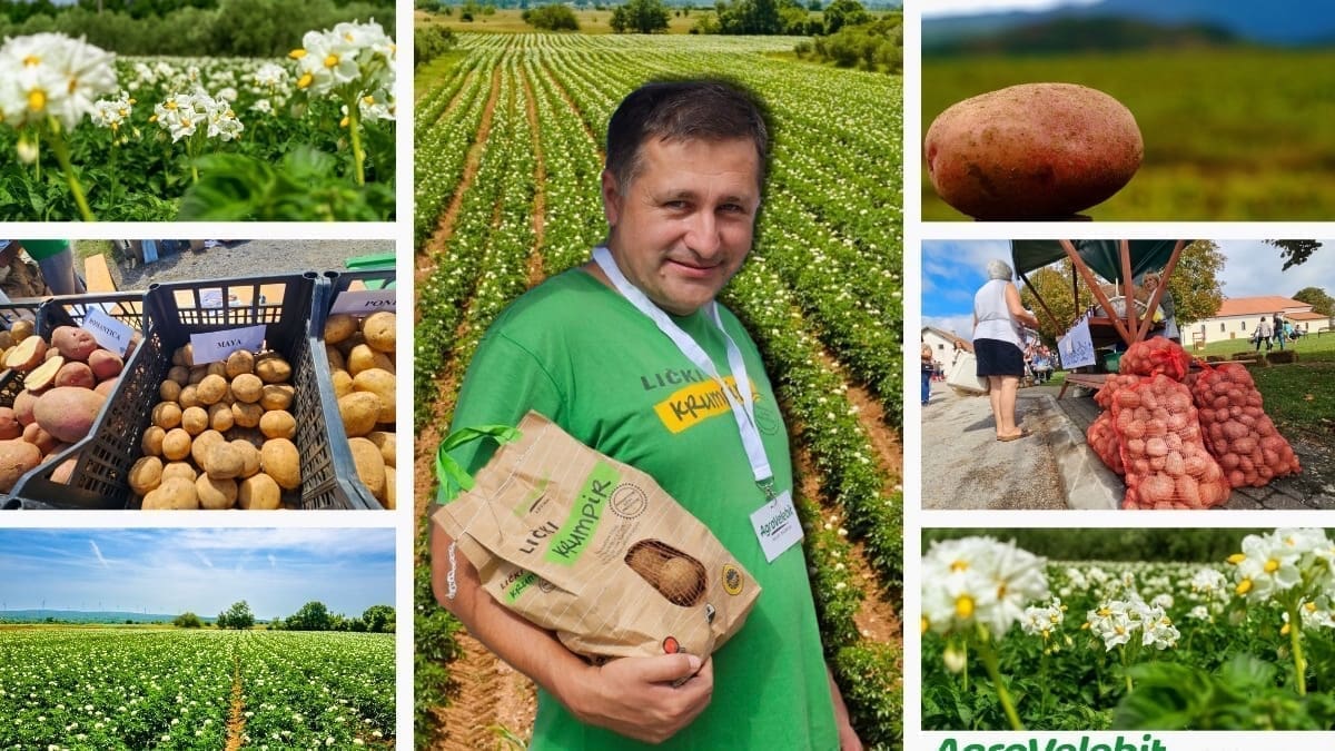 KUHAN, PEČEN, ČIPS Prvoklasni lički krumpir konačno stiže na dalmatinsko tržište: Kada ga jednom kušate, osvojit će vaše nepce