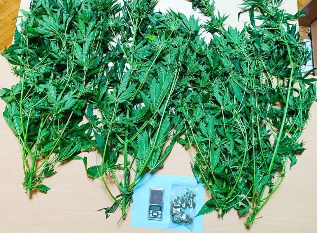 SPLIĆANINU POLICIJA NAŠLA IMPROVIZIRANI LABORATORIJ Uspio je uzgojiti nekoliko stabljika marihuane, lijepo su mu narasle