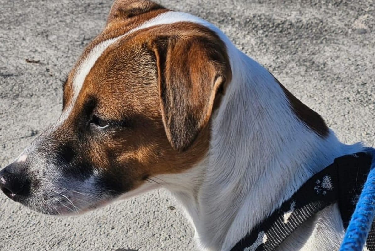 U KAŠTELIMA NESTAO PAS Vlasnici mole za pomoć: "Ne prestajemo plakati od petka"