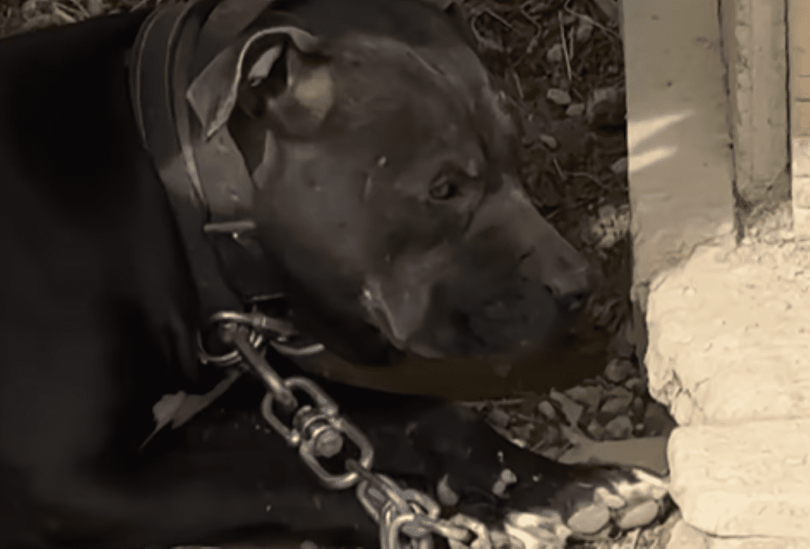 'KONCENTRACIJSKI LOGOR ZA PSE' Objavljen uznemirujući video mjesta na kojem je splitski psihijatar mučio pse i vuka
