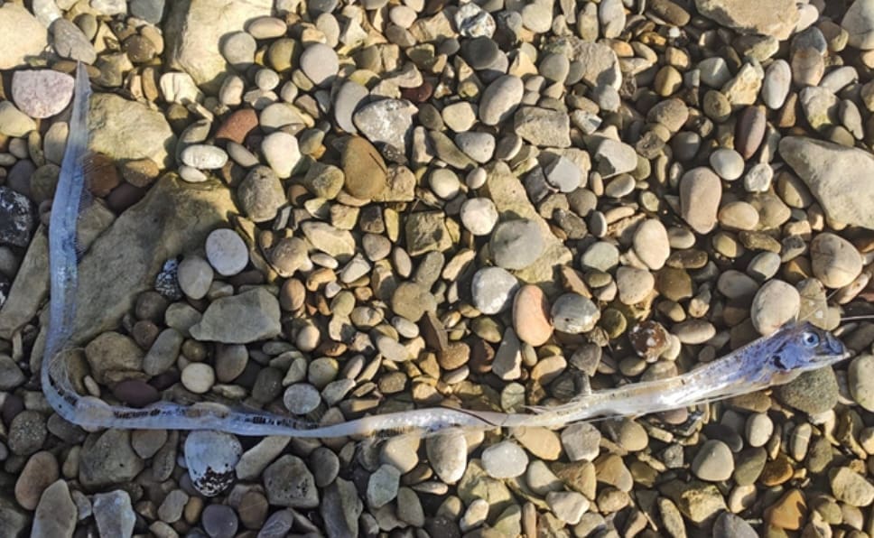 U JADRANU PRONAĐENA RIJETKA DIVOVSKA RIBA: "Može narasti do osam metara"