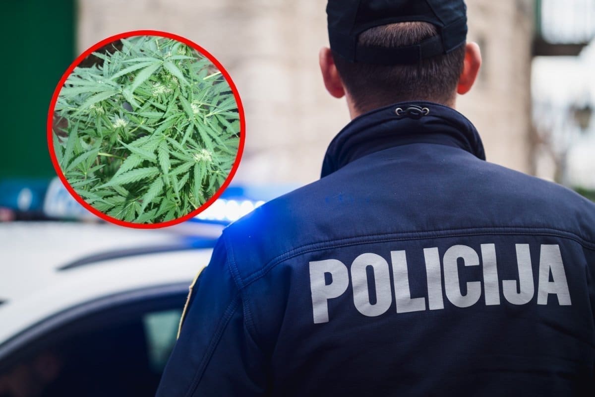 DROGA U ZADRU Prodavao marihuanu, hašiš, ecstasy, halucinogene gljive...