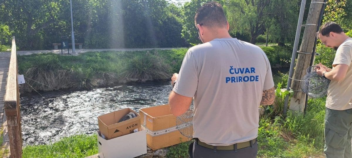 more i krs signalni rak 2 