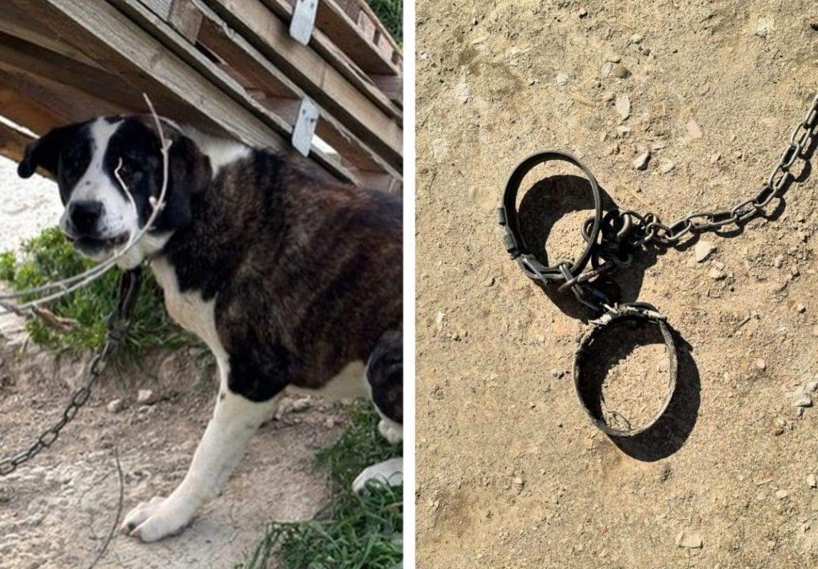 NESTAO JEDAN OD PASA S DUILOVA! Jeste li ga vidjeli?