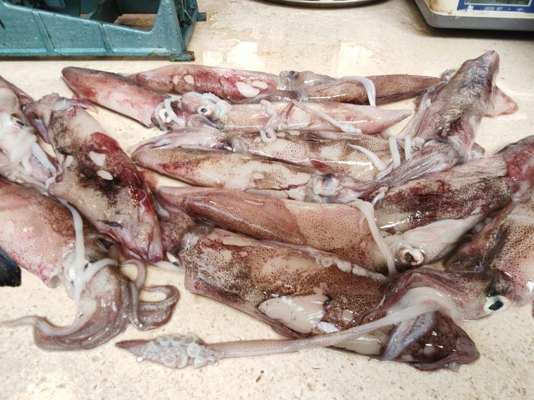 pe karija riba ribarnica SINA VICKOV 12