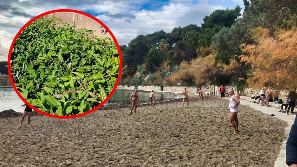 PAZITE GDJE PIJETE KAVU Na Firulama uočena zmija