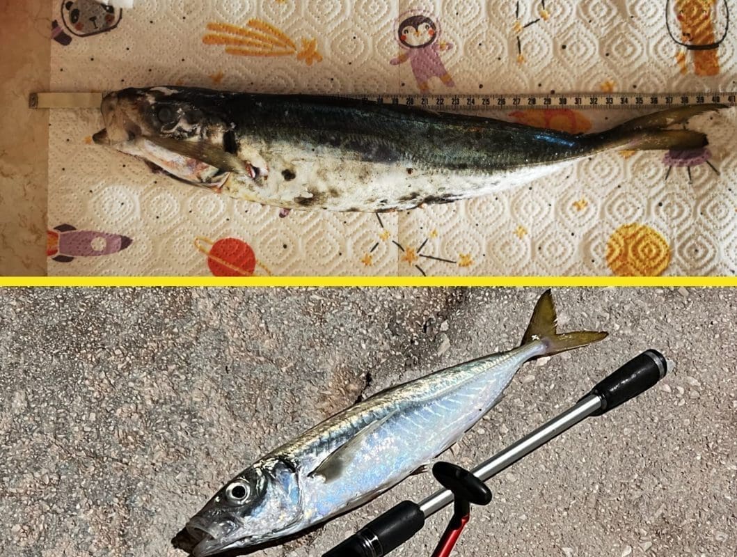 ISPOD PELJEŠKOG MOSTA ULOVLJEN NAJVEĆI ZABILJEŽENI ŠARUN Najveći je do sada bio iz Omiša