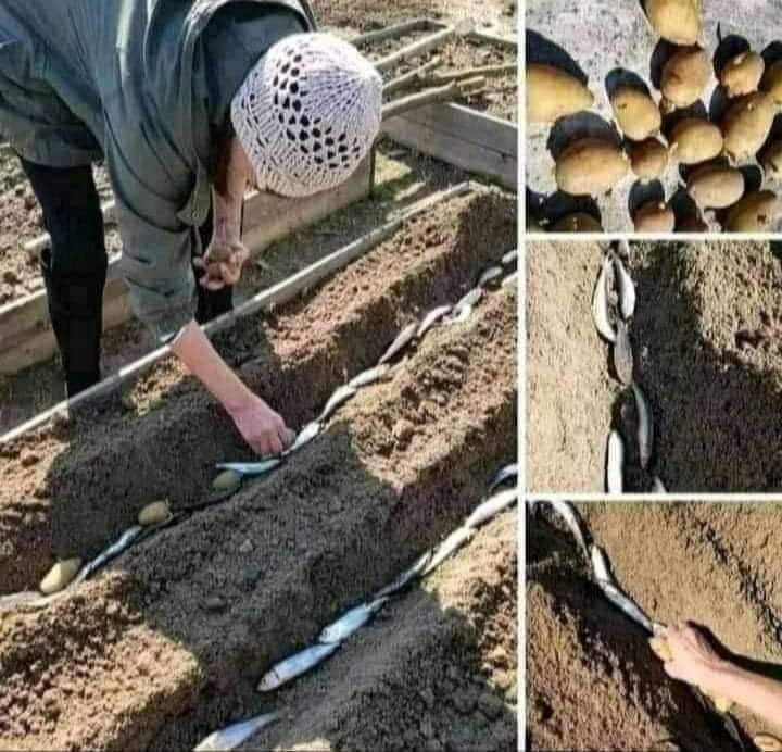 VRTLARSKI TRIKOVI Evo zašto je uz krumpir dobro posaditi i srdelu!