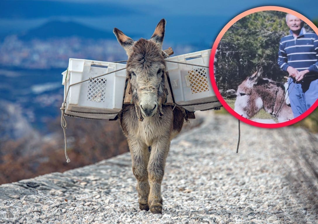 TUŽNA VIJEST S MOSORA Domar Špiro Gruica u suzama: "Nakon 32 godine, nema više moga Škegre"