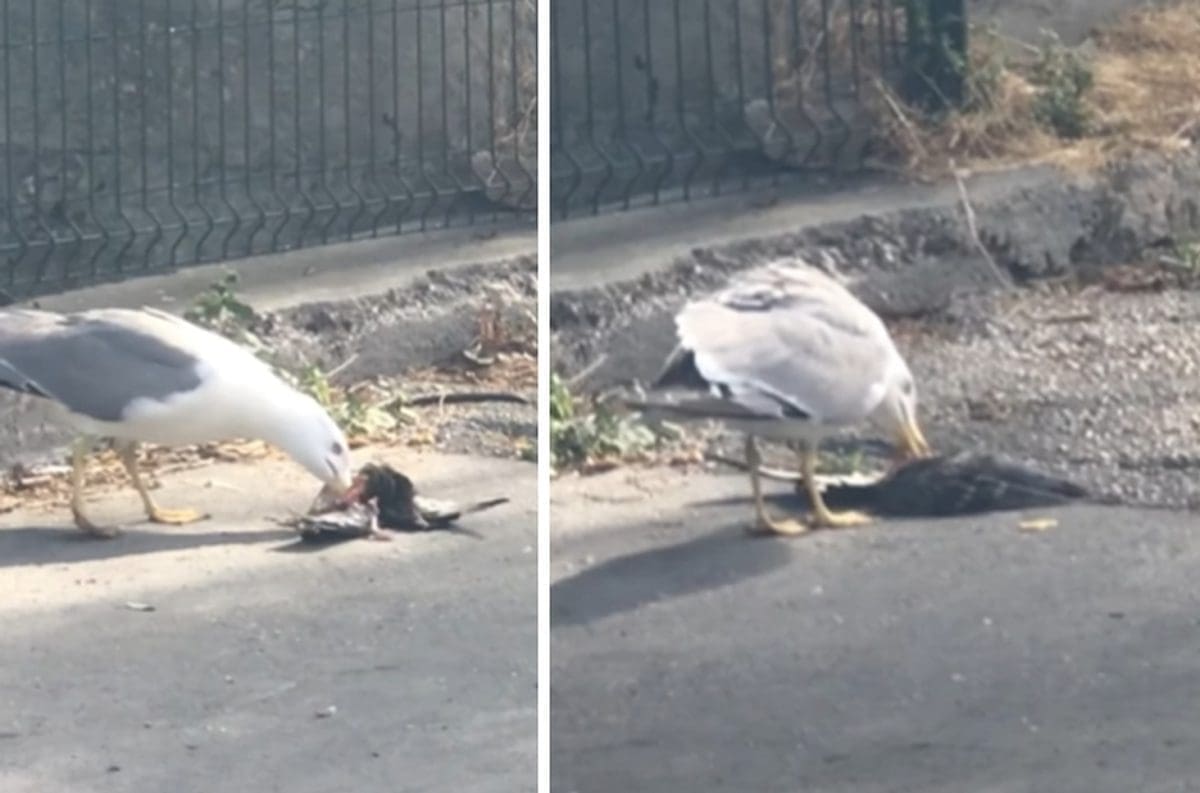 VIDEO IZ SPLITA Galeb na ulici jede goluba