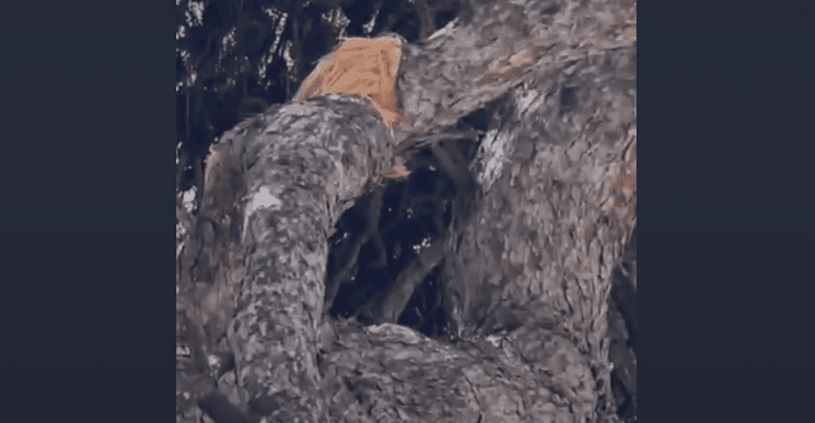 UPOZORENJE Opasnost od padanja grana prijeti u Splitu: "Moglo se dogoditi da nekoga ubije..."