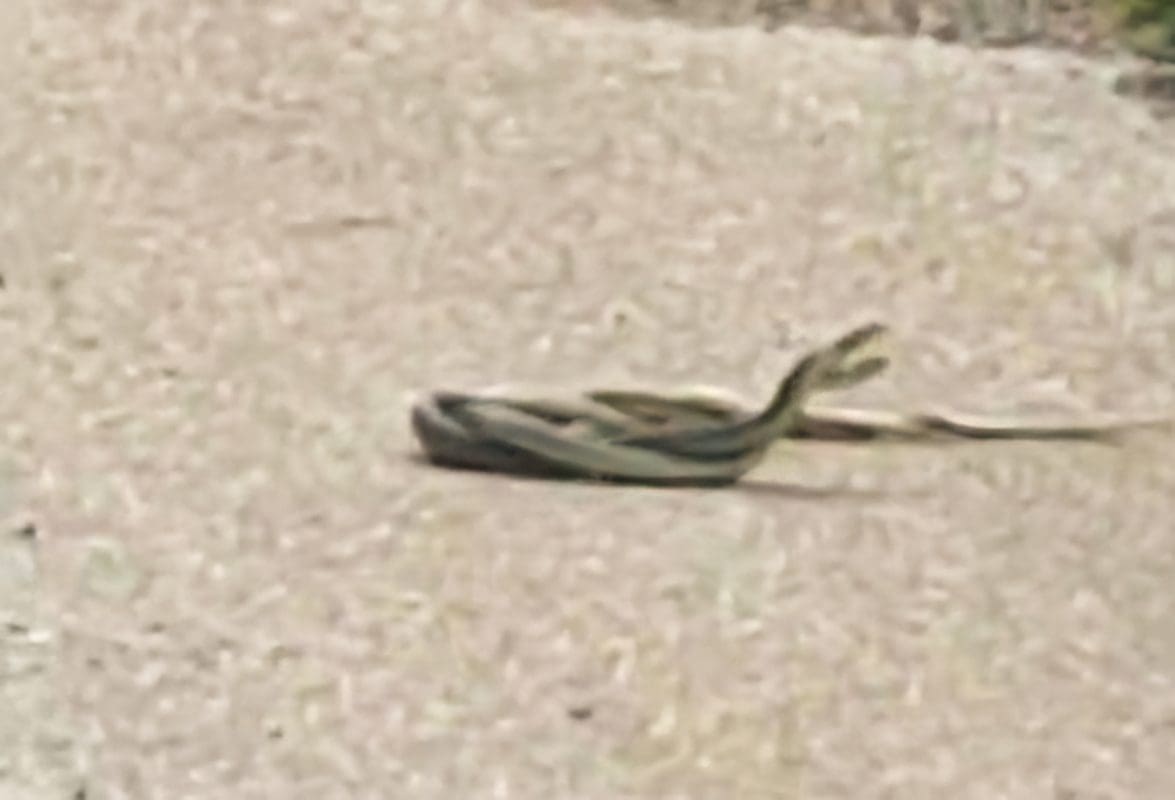 VIDEO Šetao cestom u Zagori pa naišao na dvije zmije: "Pomislio sam da su se sukobile..."