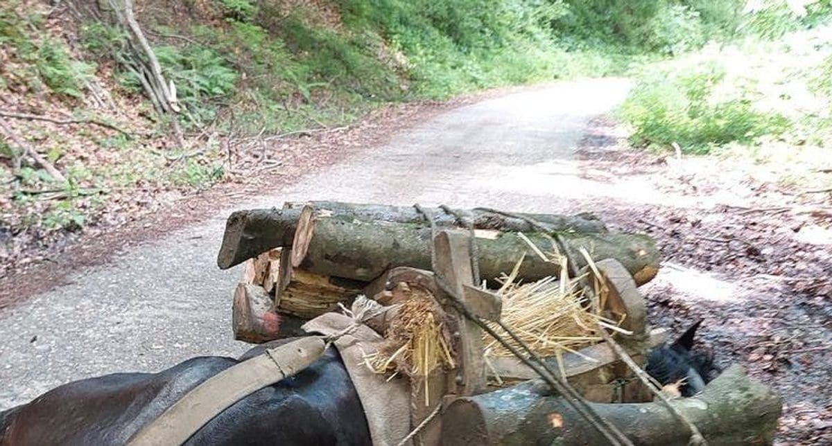 UZNEMIRUJUĆI PRIZORI Nepoznati divljak mučio konja, Udruga Prijatelji životinja podnijela prijavu policiji
