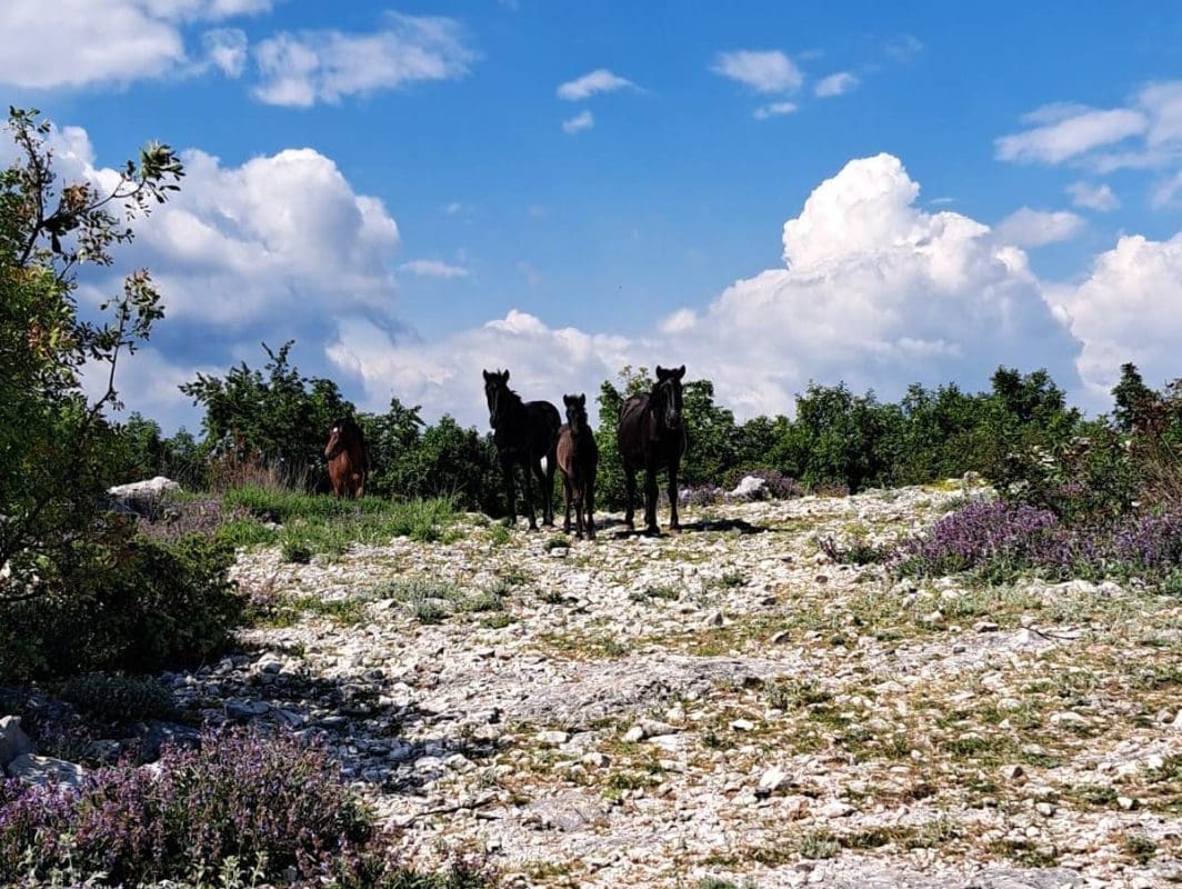 KAŠTELANI ZA ZAŠTITU KOZJAKA "Neprihvatljiva je gradnja solarne industrije"