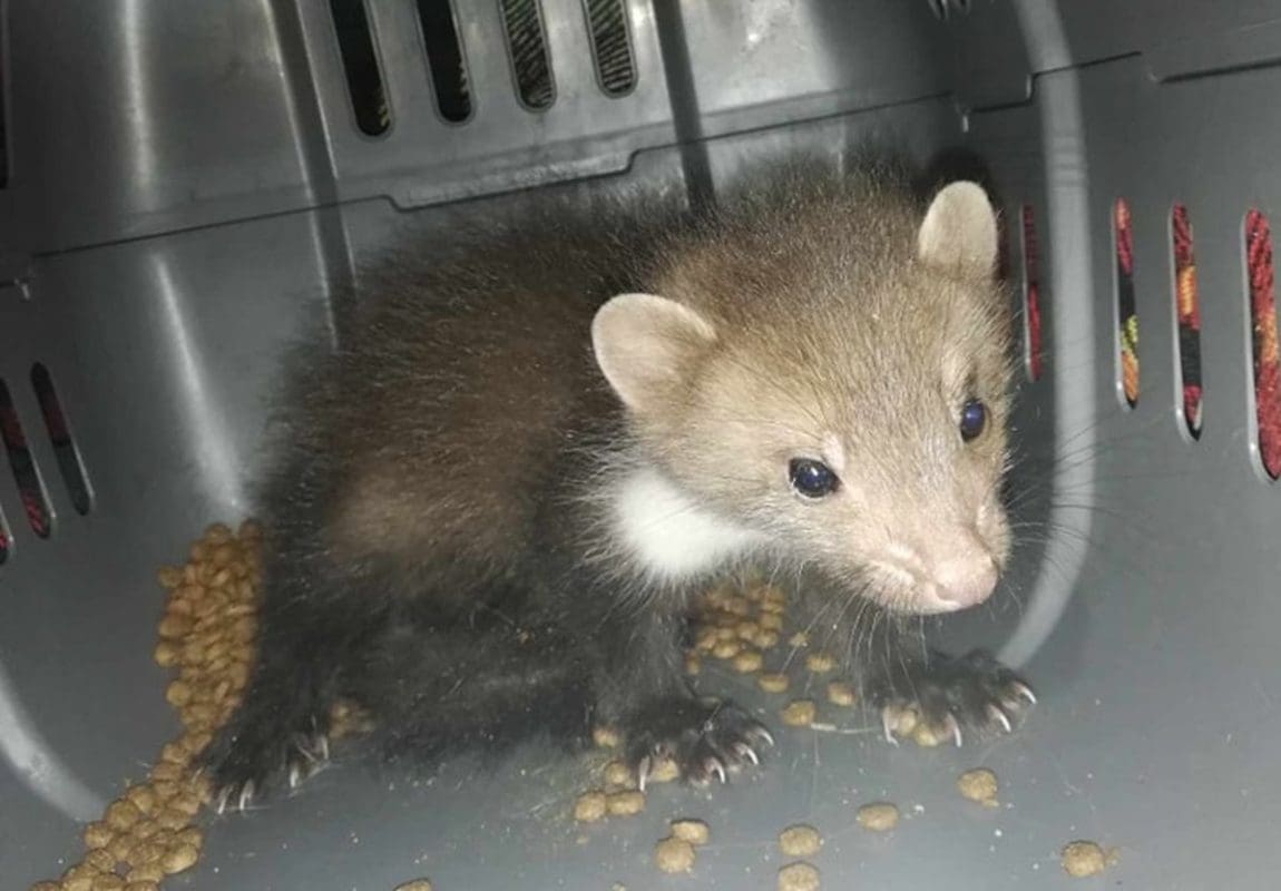 ČIJA LI JE? "U Stobreču pronađena beštijica"