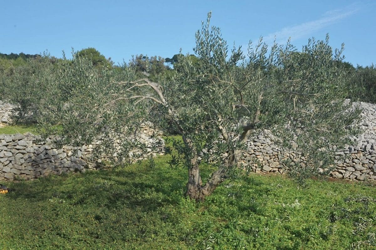 Donosimo 20 savjeta za uspješno navrtanje maslina