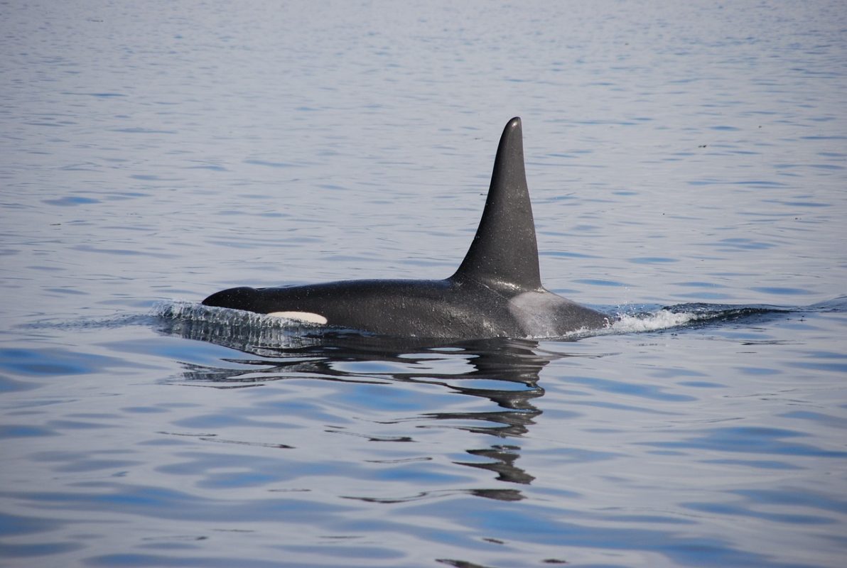 orka kit ubojica
