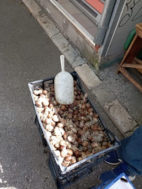 pazar prodaja puzeva 6