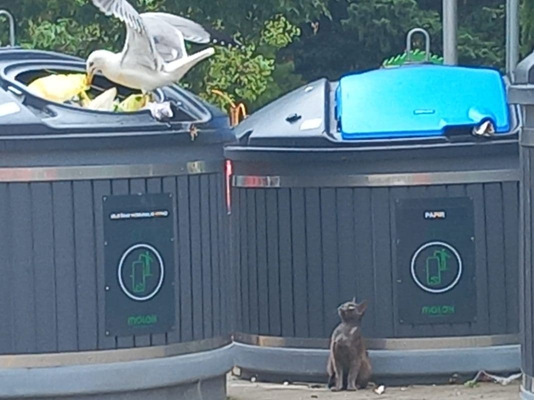 OPET PROBLEMI SA SPREMNICIMA ZA OTPAD Građani negoduju: "Gdje su poklopci, ništa ne mijenja...?"