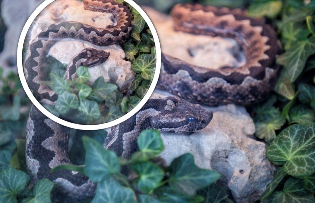 Tri ugriza zmija otrovnica u jednom danu kod Mostara