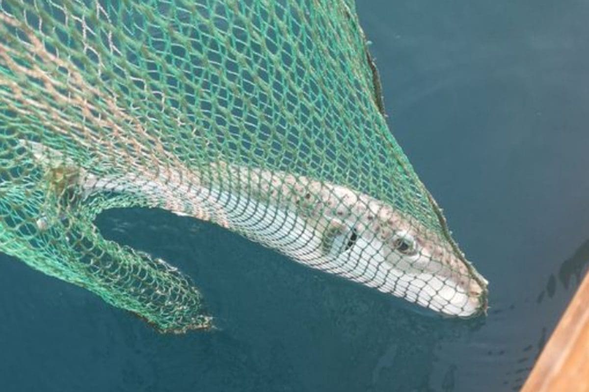 Kod hrvatskog grada u moru viđene najotrovnije ribe svijeta: Jedna je ulovljena, evo kako izgleda