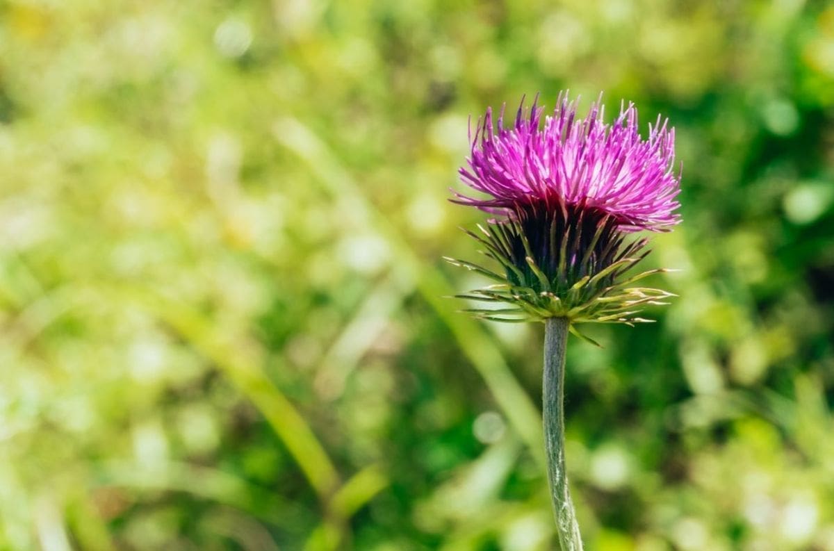 Ljekovito i jestivo samoniklo bilje: Sikavica popravlja jetru
