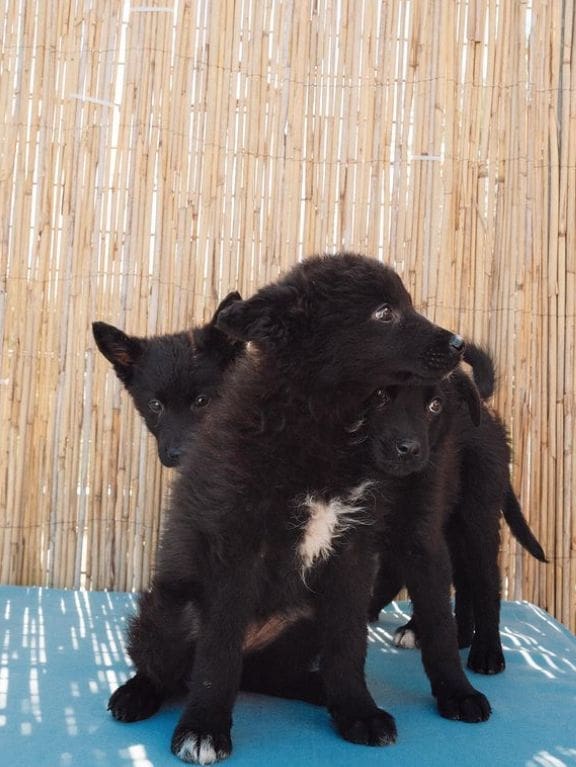 udruga bestie sticenivi