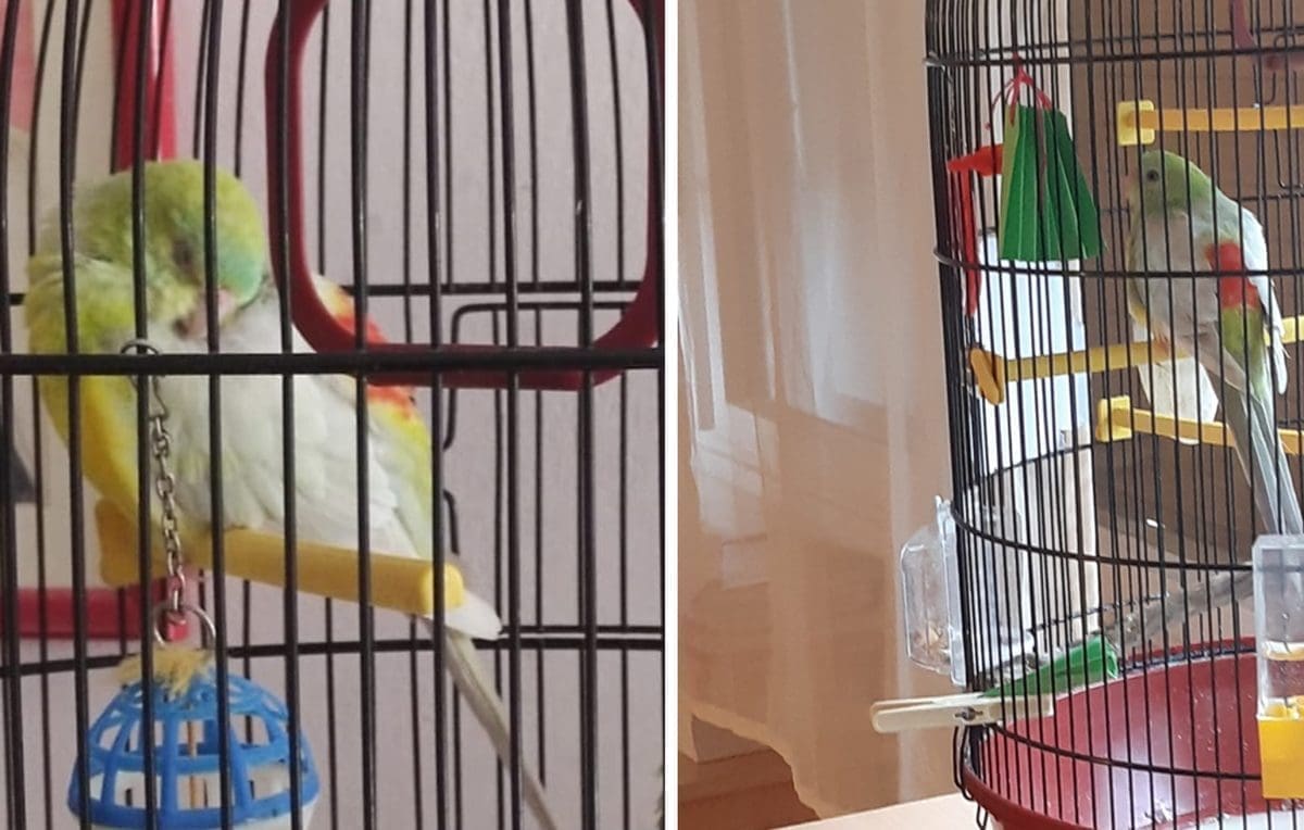 JESTE LI GA VIDJELI? Na splitskim Tablama nestao papagaj