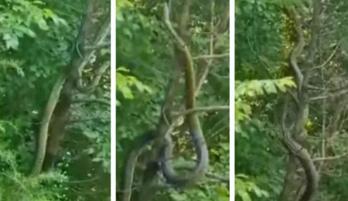 VIDEO Ogromna zmija uplašila Hercegovinu, stručnjak otkrio koja je vrsta. "Uznemirujuće je"