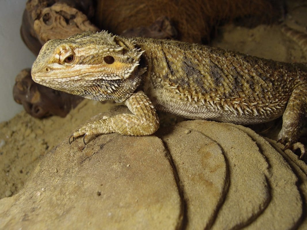 bearded agama 837367 1280