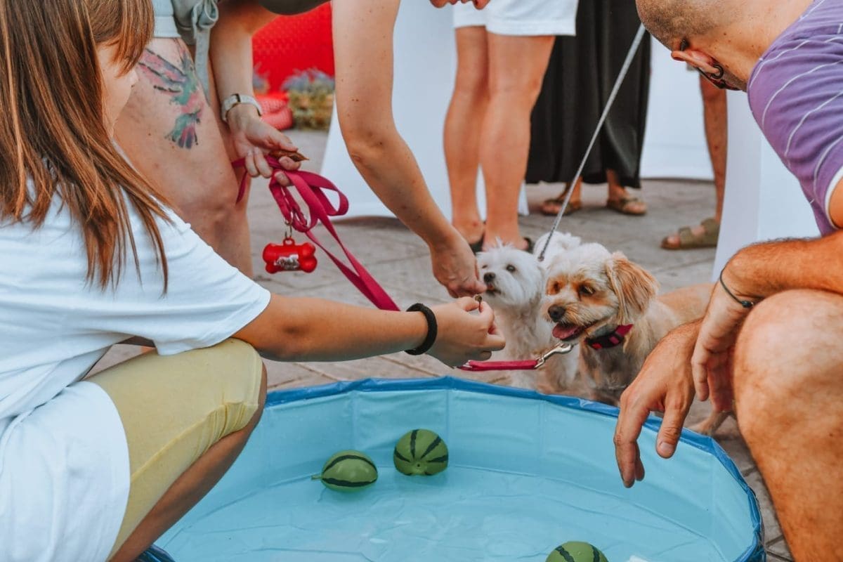 (FOTO) Pet Centar Dujmovača i Zaklada za zaštitu životinja Bestie organizirali veselo ljetno druženje