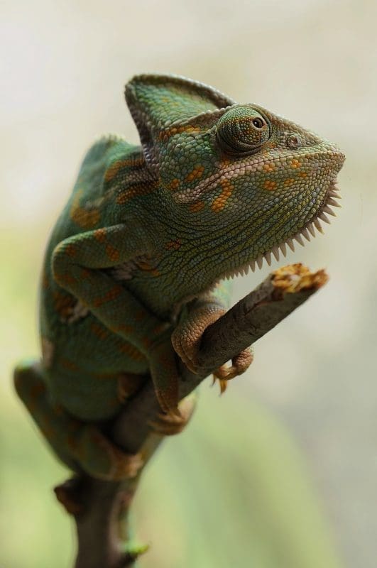 chameleon 233095 1280