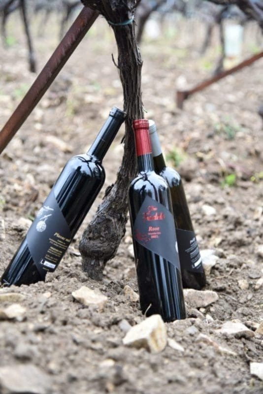 intervju dr martina kuzmanic 2 