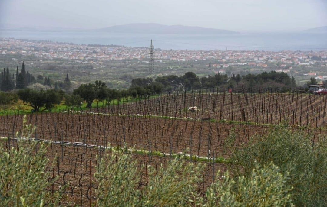 intervju dr martina kuzmanic 4 