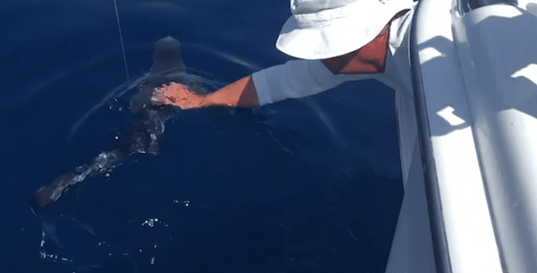 ZAPANJUJUĆE Iz ruke hranili morskog psa kod Pelješca: "Bilo me malo strah da prijatelju ne otkine prste"