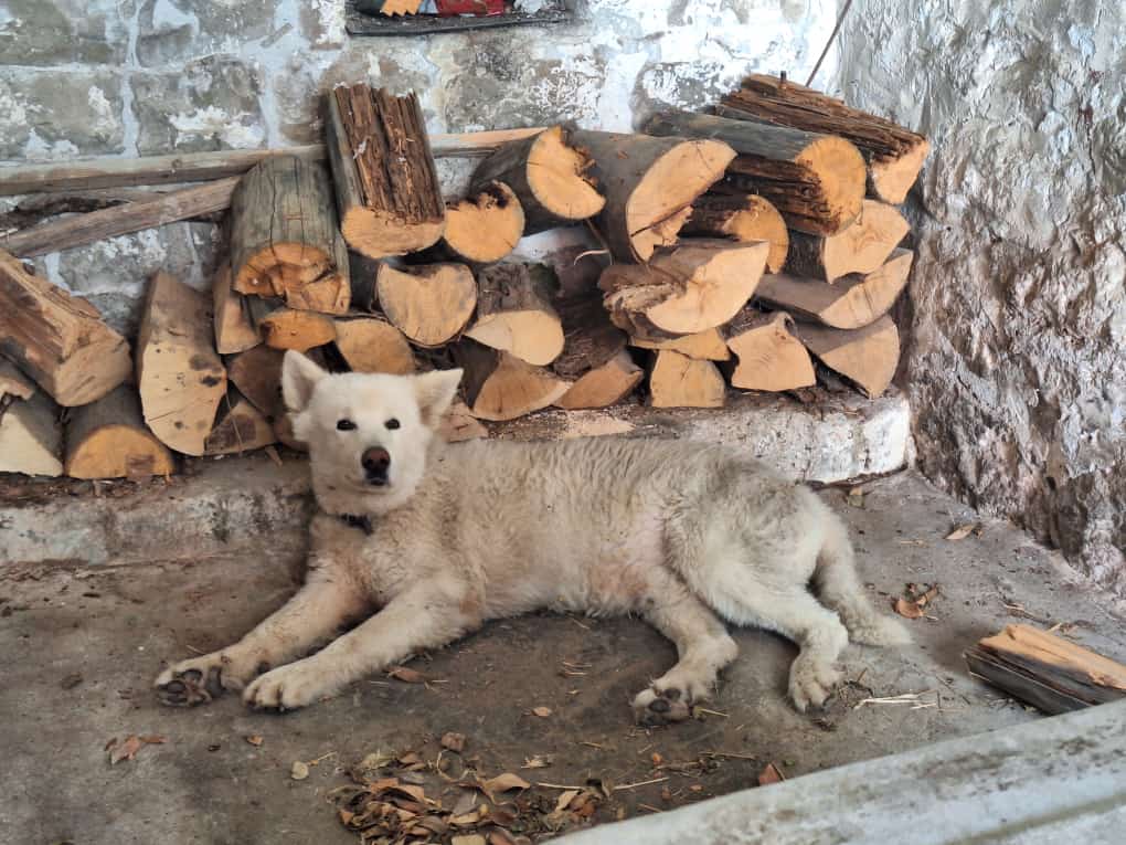 VIDEO Nepoznati pas pojavio se na istoku Splita: Čitateljica sve moli za pomoć