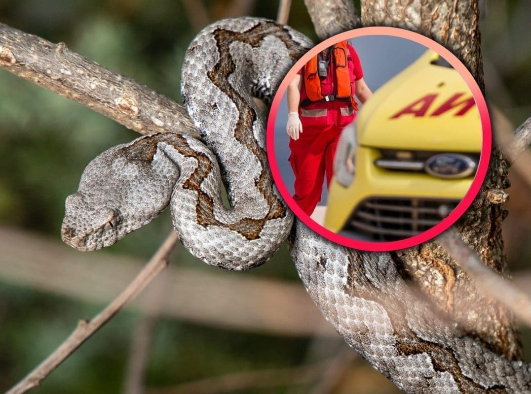 POSKOK UGRIZAO DJEČAKA Hitno je prebačen u KBC Split