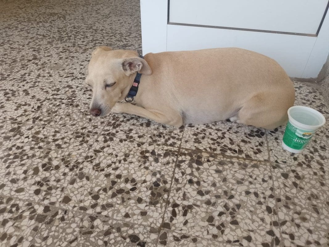 Prepoznajete li ovog psa? Pronađen je u Iločkoj ulici, traži se vlasnik