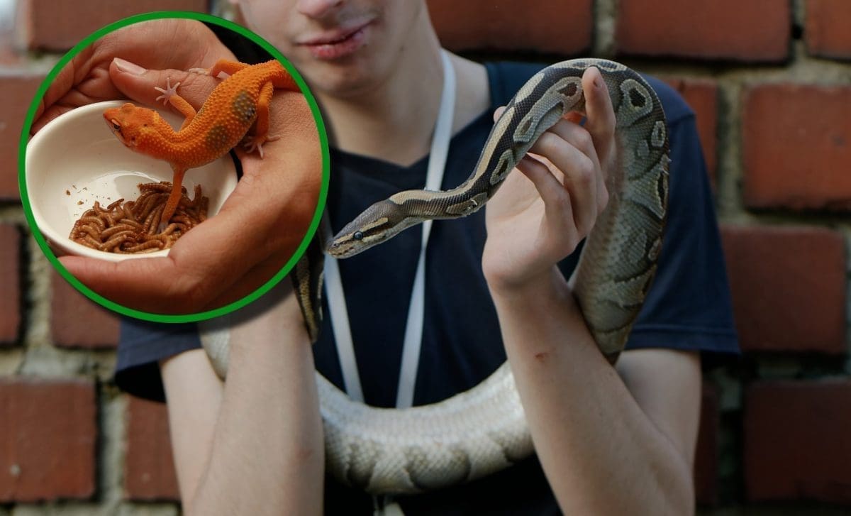 NESVAKIDAŠNJI KUĆNI LJUBIMCI Reptili i gmazovi sve su popularniji, no treba biti pažljiv: "Najvažnije je dobro istražiti prije donošenja odluke"