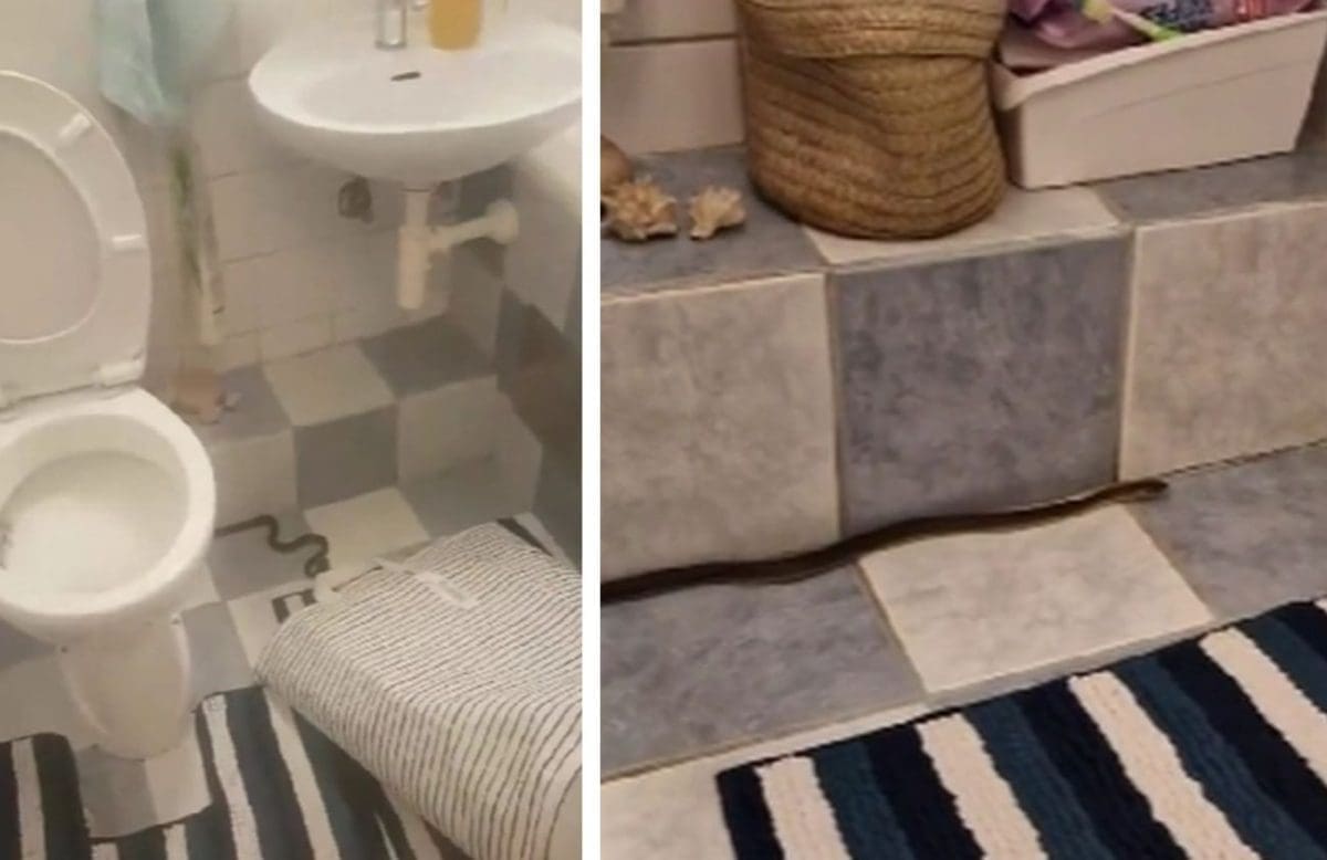 Bliski susret kao iz horora: Dječak išao u kupaonicu kada ga je pred vratima dočekala metar dugačka zmija