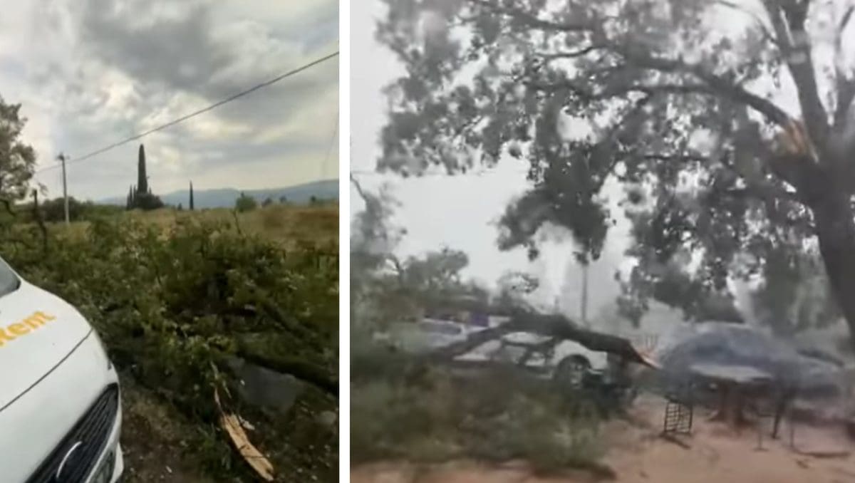 NEVRIJEME U IMOTSKOM Stabla 'potaracala' automobile: "Nadam se da nema ozlijeđenih"