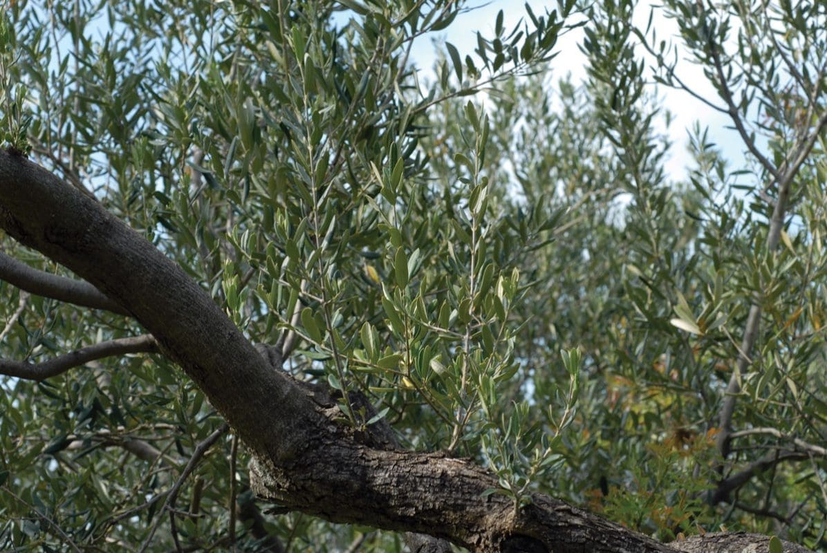 Sve što trebate znati o skidanju vodopija