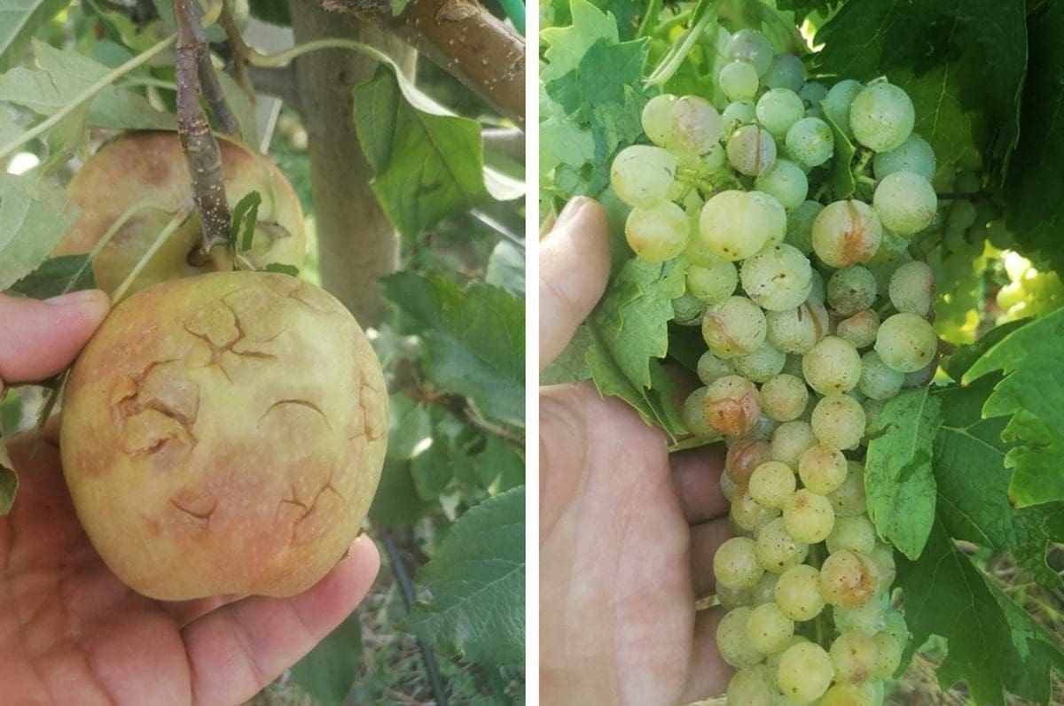 Nevrijeme u Dalmaciji i veliki problemi za stanovnike. Nastradale su poljoprivredne kulture: "Katastrofa! Još ne znamo gdje smo i koliko ćemo izgubiti..."