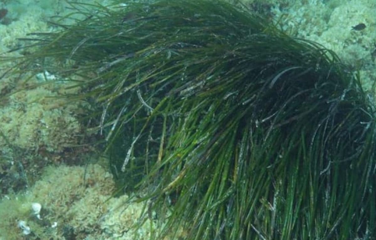 Strahovita biološka invazija u Jadranu: "Nije moguće predvidjeti hoće li se uskoro posvuda proširiti. Ako je uočite, obavezno nam javite"