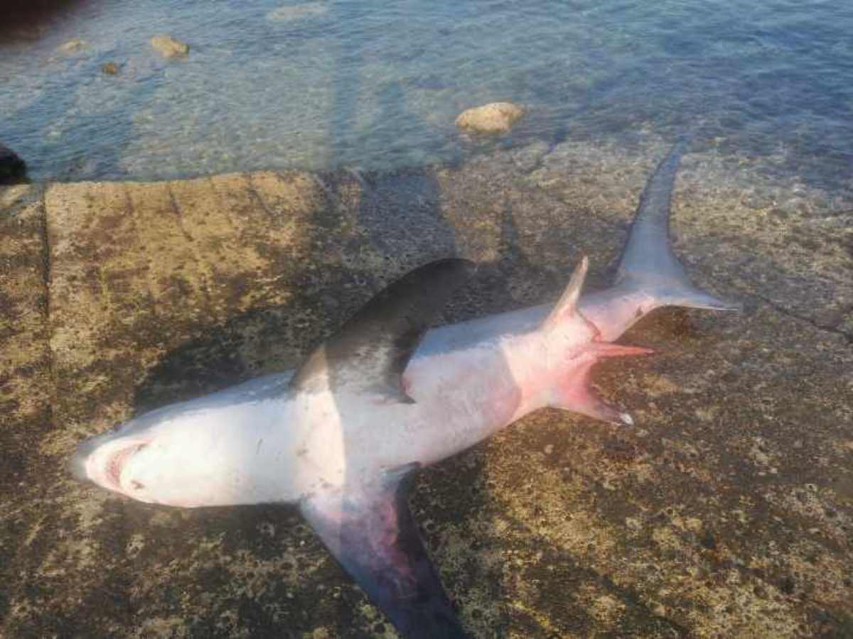 Hvalili se ulovom morskog psa koji je zaštićena vrsta, kazne su i do 27 tisuća eura