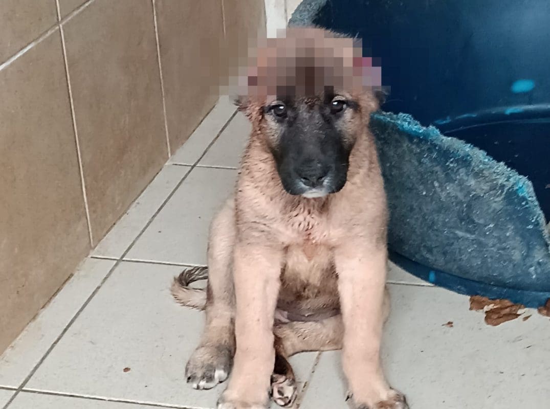 Užas u Dalmaciji: Netko je odrezao uši štenetu i ostavio ga na cesti